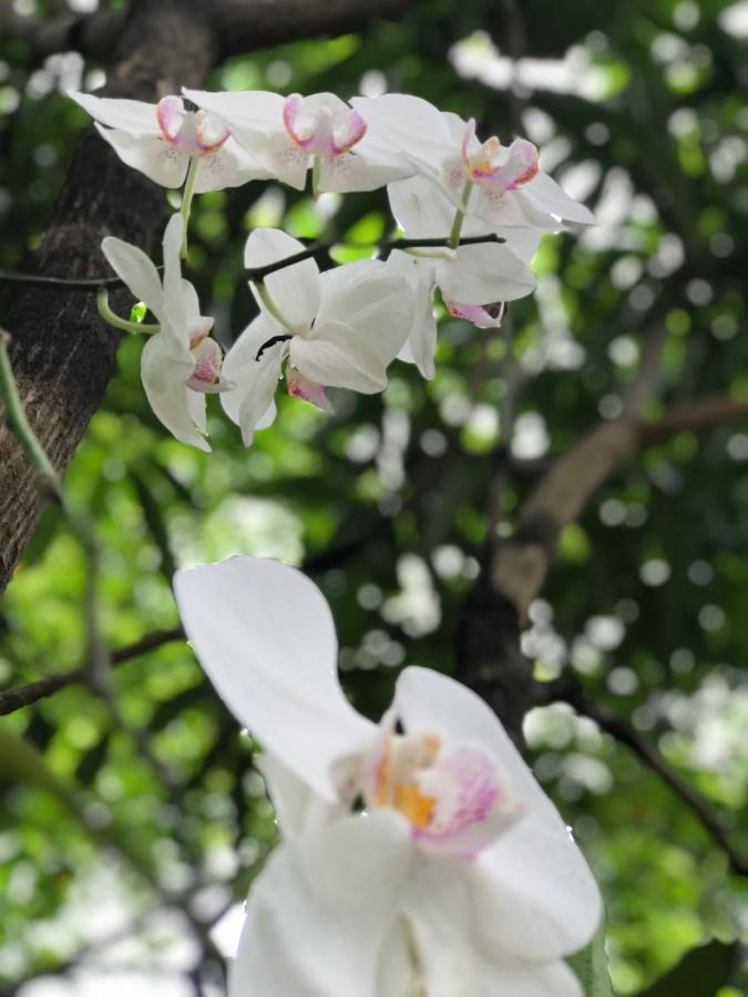 Green Edge Residences Dambulla Esterno foto
